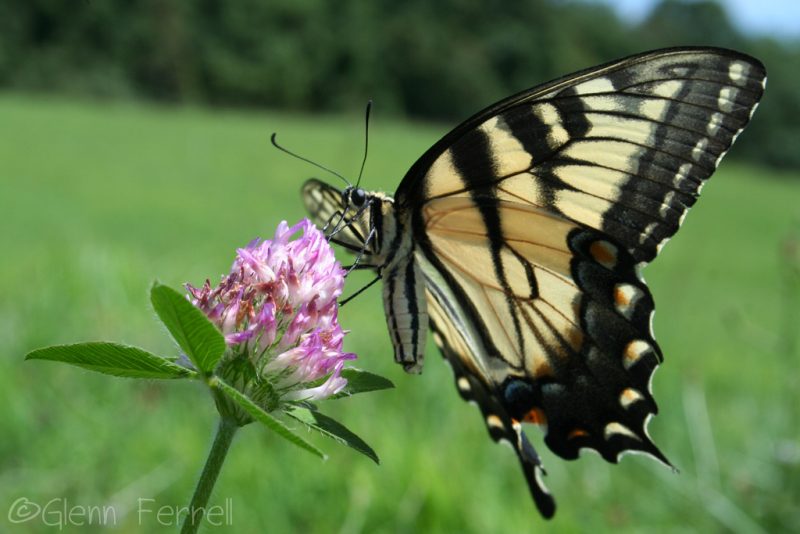 Butterflies Butterflies
