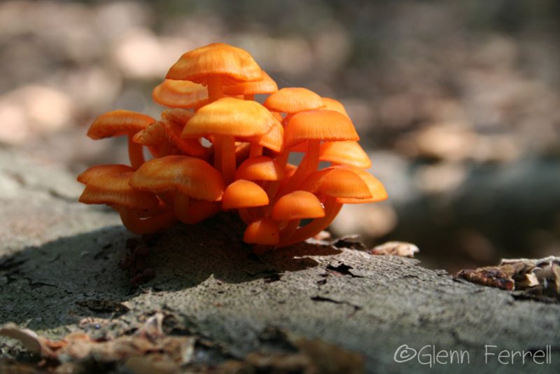 Amazing Nature Amazing Nature