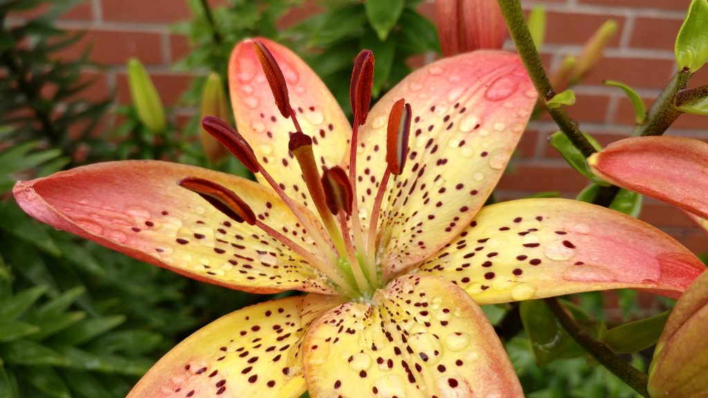 Mobile Life, 2017 Mobile Life, 2017